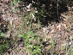 Penstemon laxiflorus