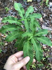 Arisaema dracontium image