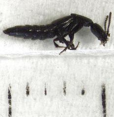 Linosomus socius