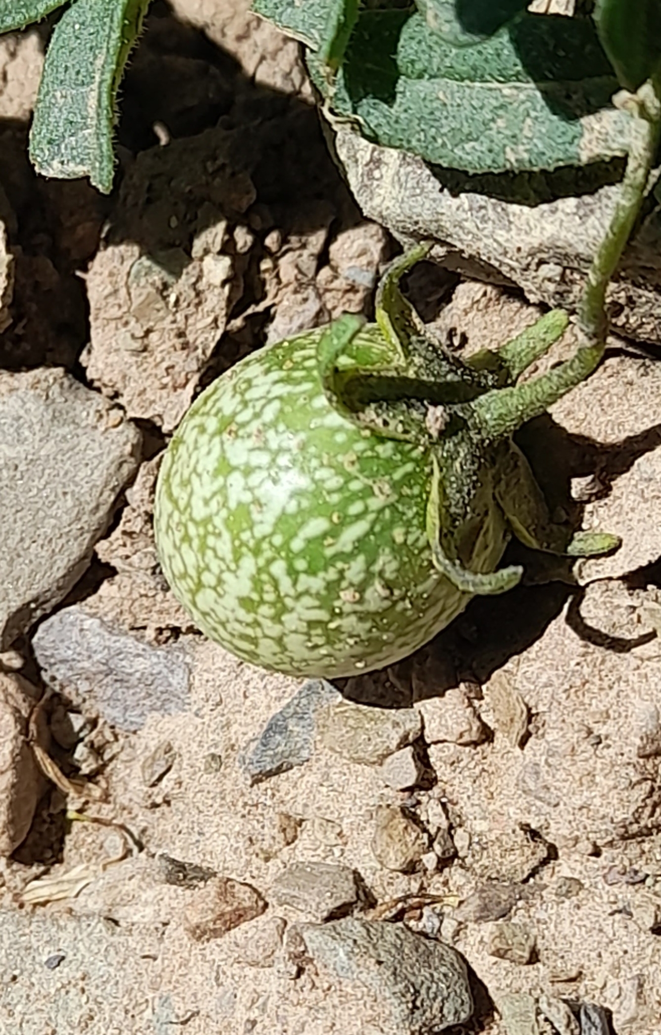 Solanum X viirsooi