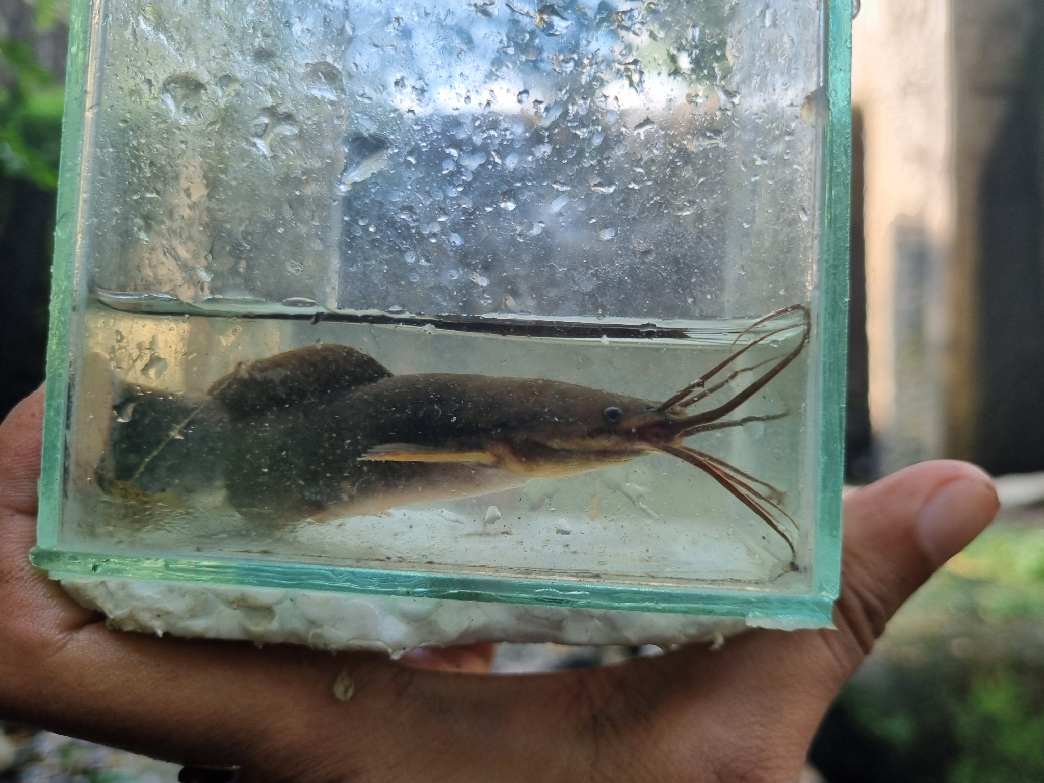 ปลาดุก, ปลาดุกด้าน, ปลาดุกน้ำจืด, aasia angersäga, albino walking fish, alimudan, ålmal, andeng, asiatisk vandrarmal, cá trèn trang, cá trê tráng, clarias catfish, climbing perch, freshwater catfish, froschwels, ikan lele, magur, walking catfish