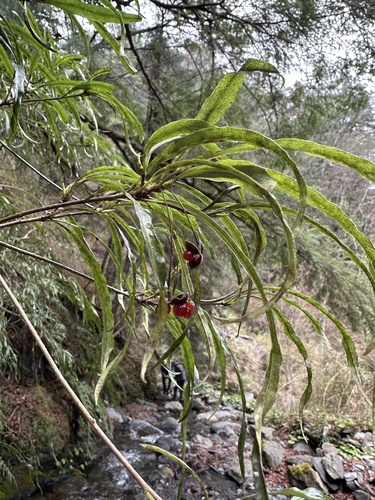 Pittosporum illicioides iNat (2)