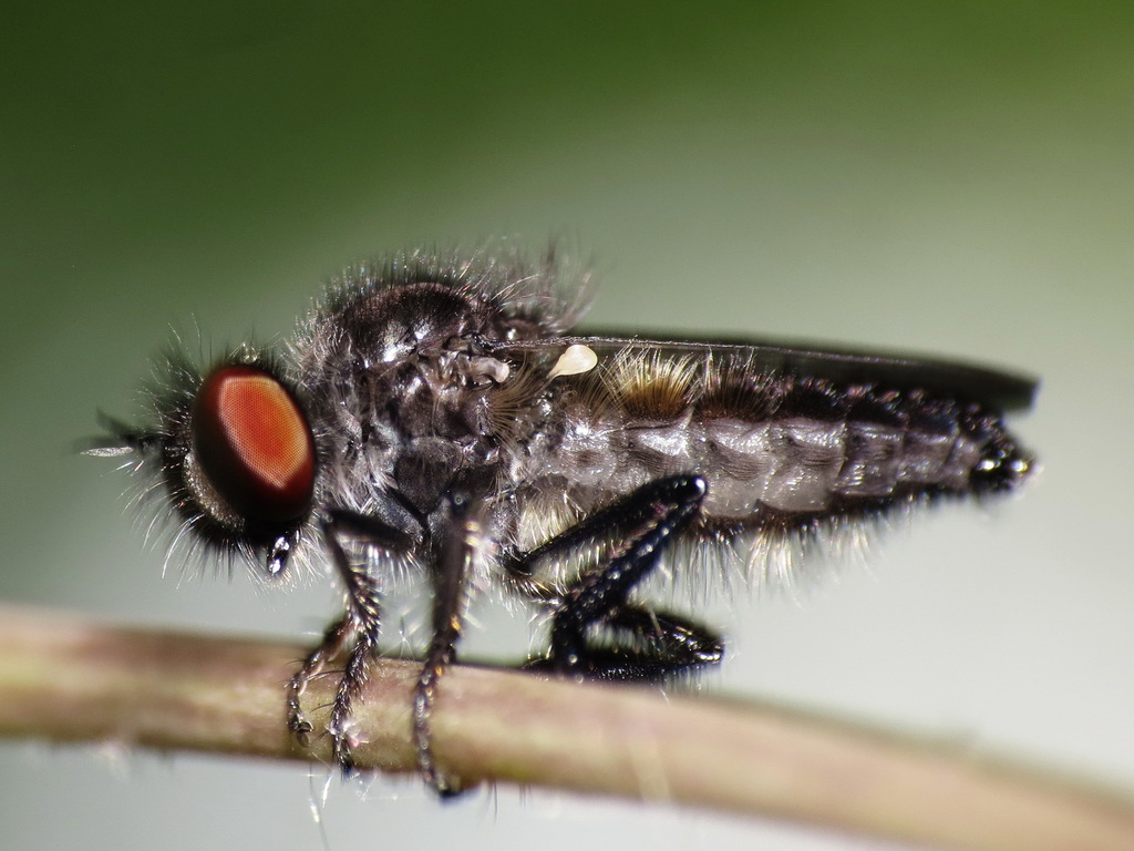 Holopogon oriens