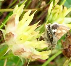 Trifolium fucatum
