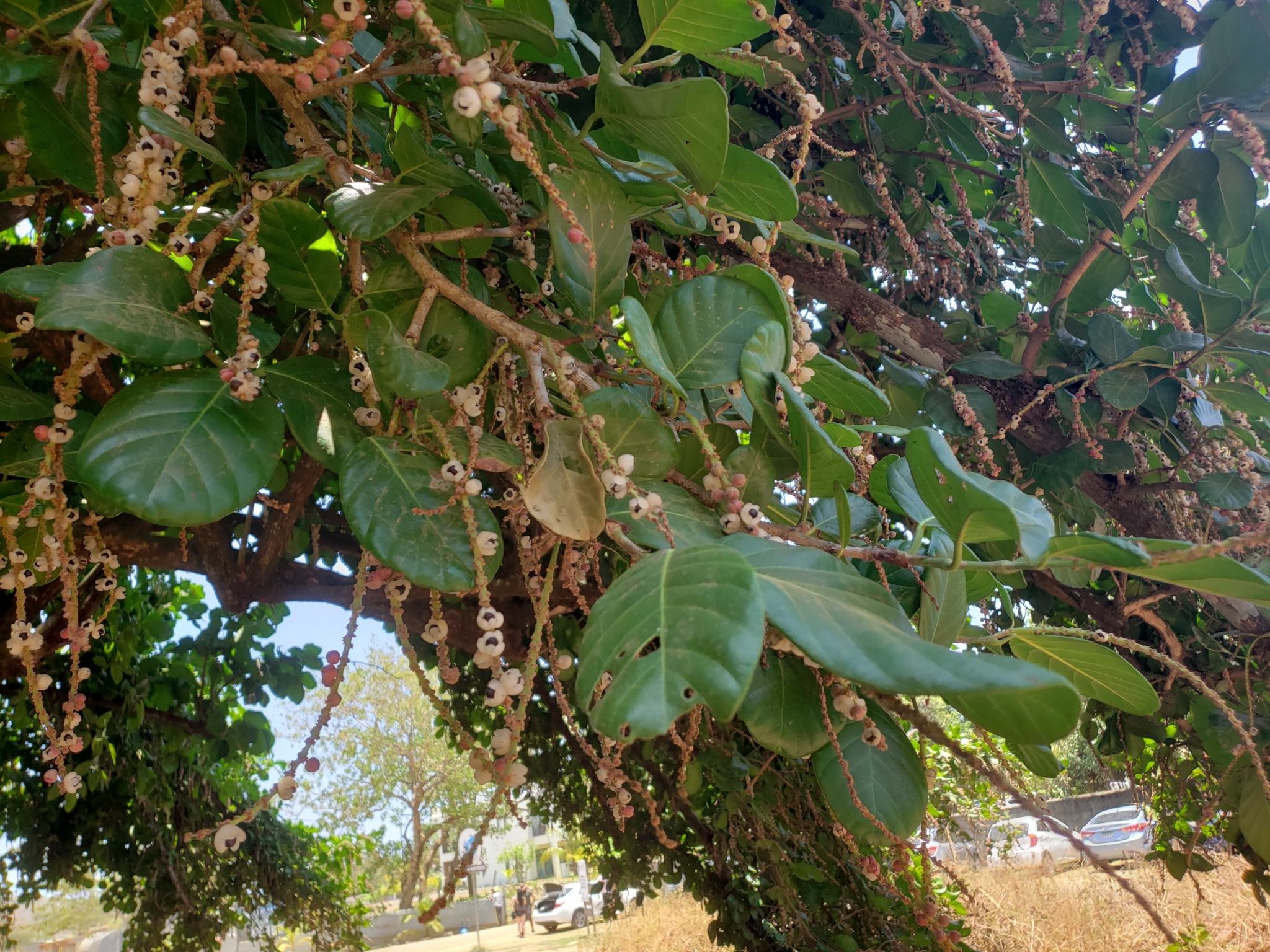 Imagem de Cajado-do-mato