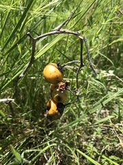Solanum elaeagnifolium