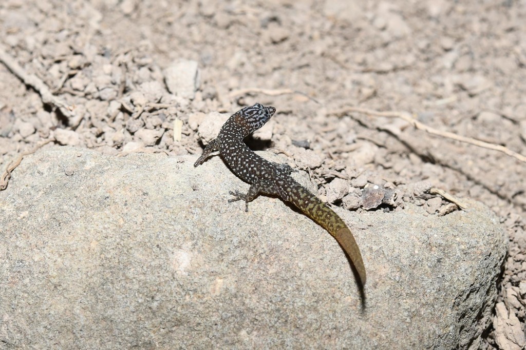 Guadelope Least Gecko