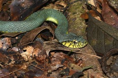 Guianan Green Snake photo 3