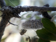 Metardaris cosinga