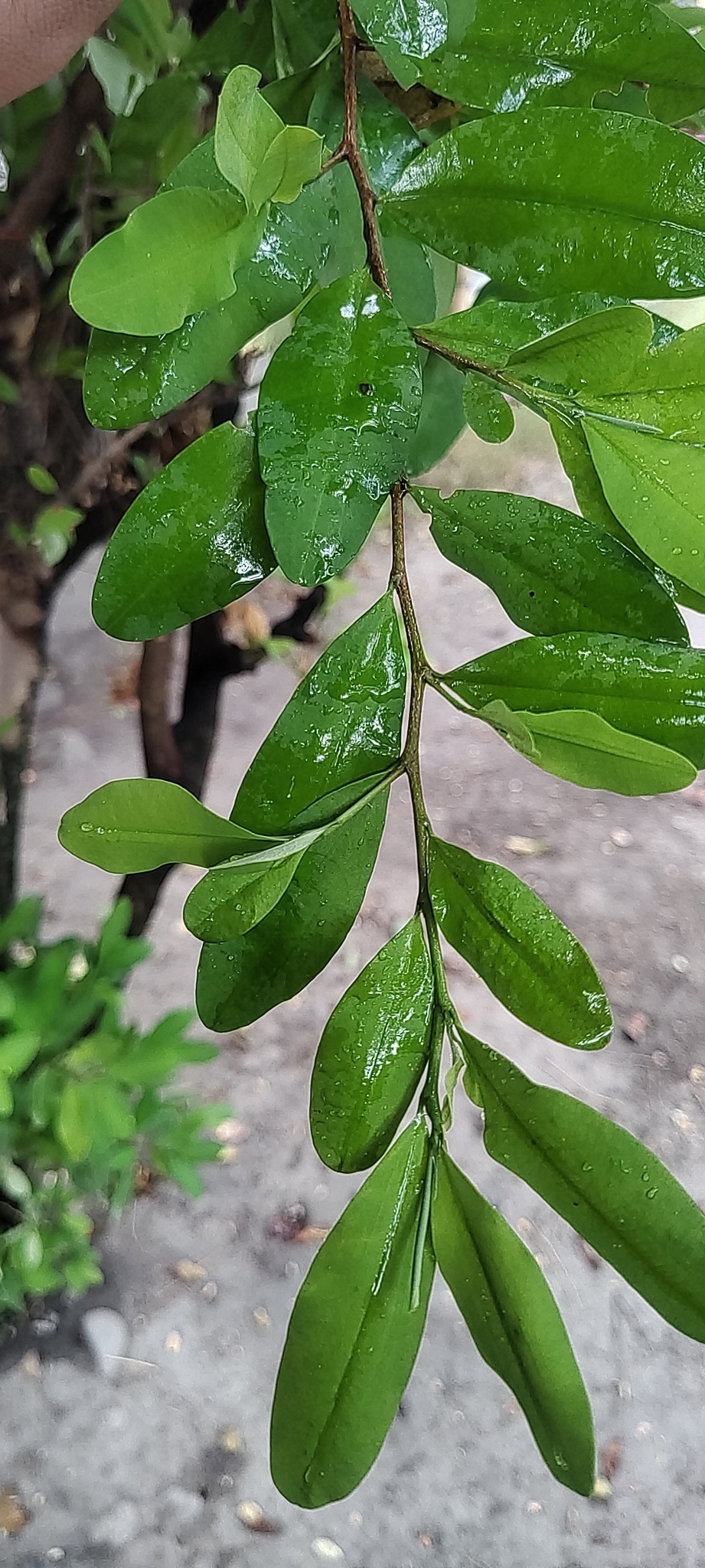 Imagem de Coca