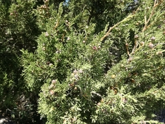 Juniperus turbinata