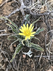 Nothocalais cuspidata