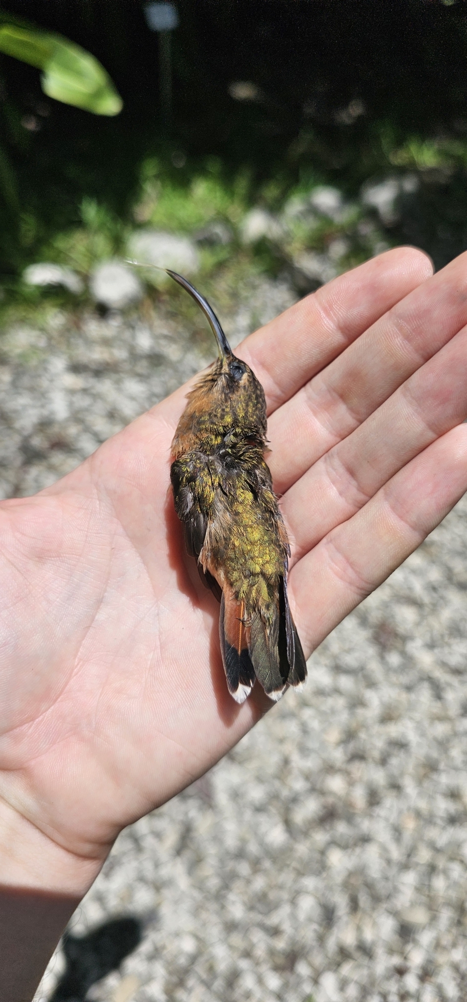 Bronzy Hermit (Glaucis aeneus), photo 8