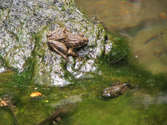 Glandirana rugosa