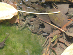 Glandirana rugosa
