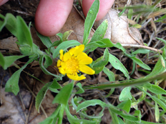 Heterotheca camporum camporum