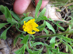 Heterotheca camporum camporum
