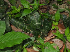 Sansevieria trifasciata