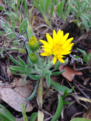Heterotheca camporum camporum
