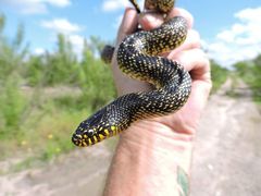 Lampropeltis splendida