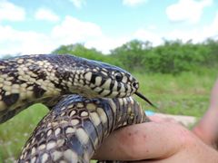 Lampropeltis splendida
