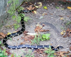 Lampropeltis getula