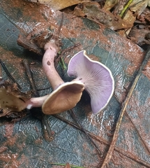 Trogia cantharelloides