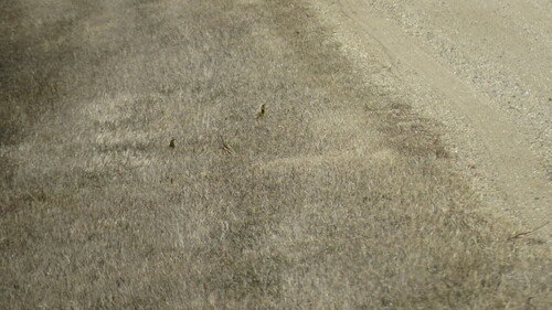 Western Meadowlark