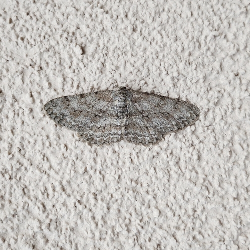 Pale Oak Beauty photo 5