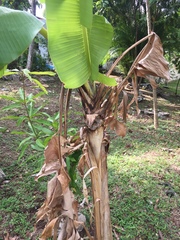 Musa acuminata