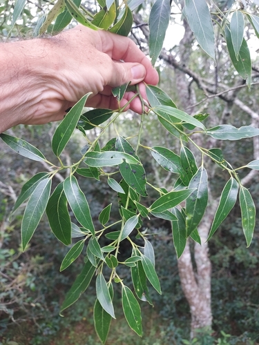 Image of Ocotea acutifolia by (c) Roderick Cameron, some rights reserved (CC BY)