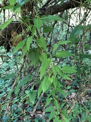 Paederia foetida