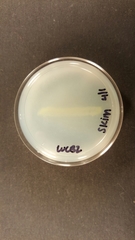 Pseudomonas