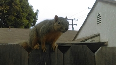 Sciurus niger