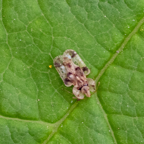 Photo of oak lace bug (Corythucha arcuata)