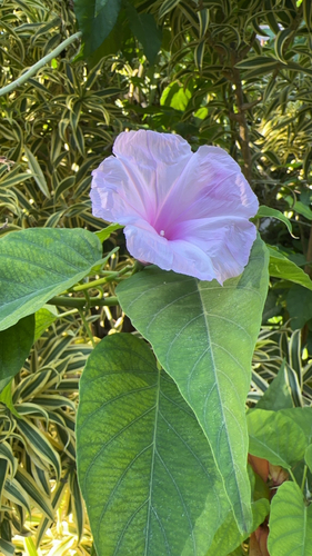 Ipomoea carnea observed 2024-03-31