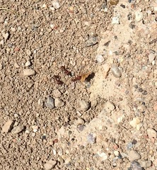 Pogonomyrmex occidentalis