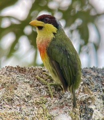 Lemon-Throated Barbet photo 3