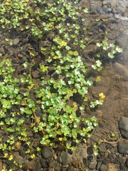 Hydrocotyle ranunculoides