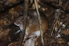 Simon's Spiny-Rat photo 2