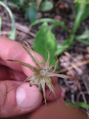 Nothocalais cuspidata