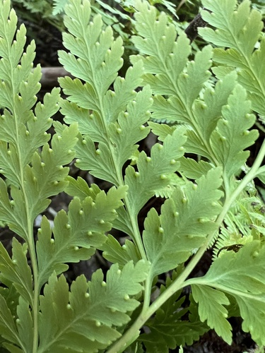 Loxsoma cunninghamii (Loxsoma cunninghamii)