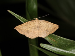 Taxeotis epigaea