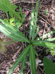 Nothocalais cuspidata