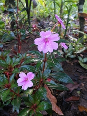 Impatiens hawkeri