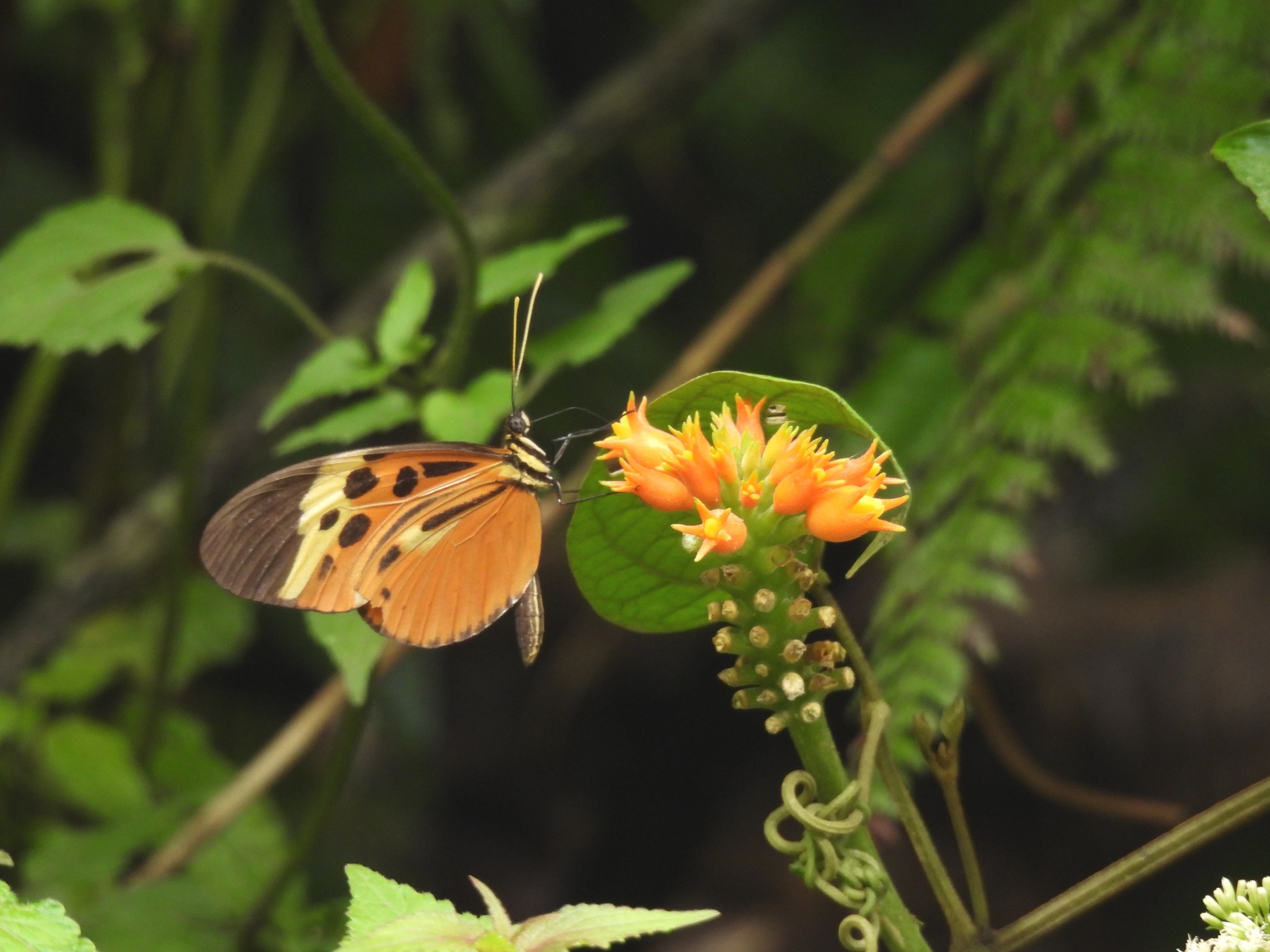 Heliconius numatus image