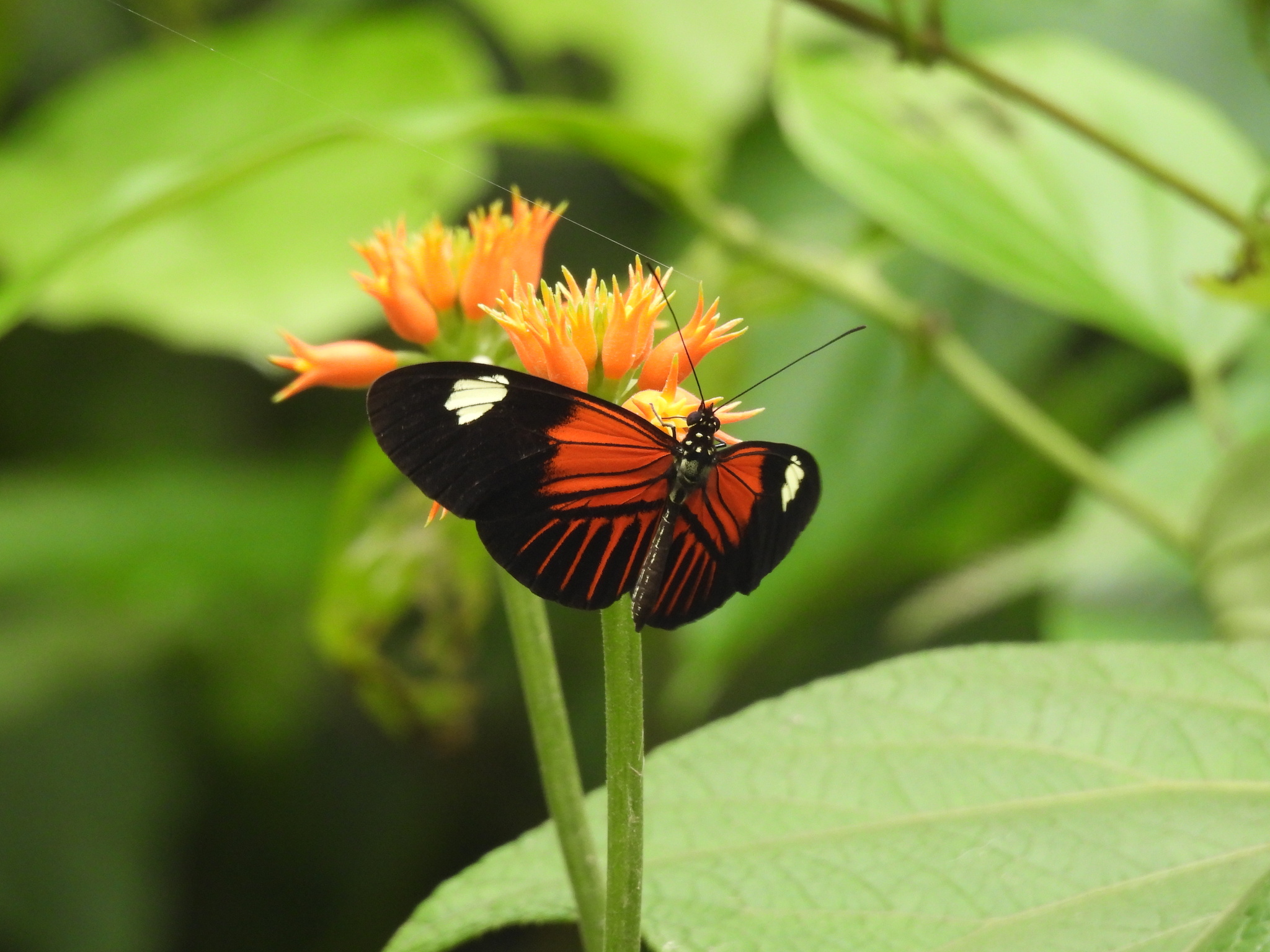 Heliconius melpomene image