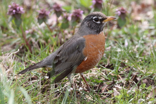 American Robin photographed in New York