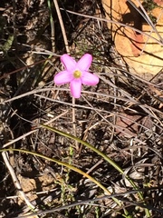 Oxalis polyphylla