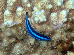 Larabicus quadrilineatus